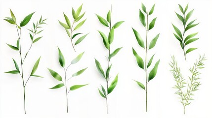 Obraz premium Bamboo leaves isolated on white nature display collection suitable to your brand and more