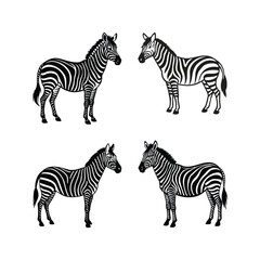 Obraz premium Zebra 1