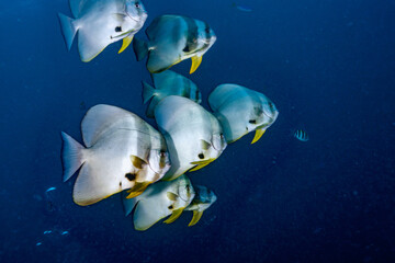 Obraz premium Indonesia, Raja Ampat, Longfin Batfish (Platax teira)