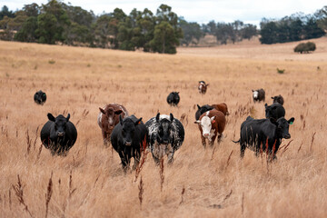 black wagyu beef cow on a farm. beautiful cattle in Australia  eating grass, grazing on pasture. Herd of cows free range beef being regenerative raised on an agricultural farm. Sustainable farming