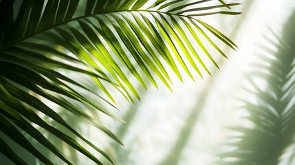 76. Palm fronds casting soft shadows on a transparent surface, perfect for creating tropical and nature designs
