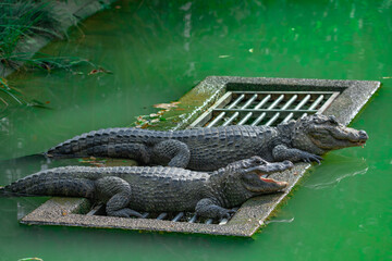 Chinese alligator in different poses