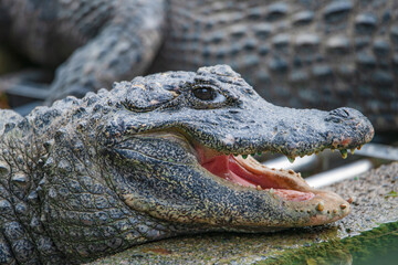 Chinese alligator in different poses