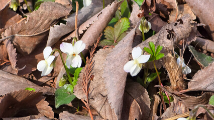 White violets blooming among dry leaves. Spring wildflowers, botanical detail, natural background. (Viola sp., possibly Viola blanda).