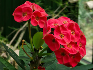 Crown of Thorns (Euphorbia milii) with bright red flowers, spiky stem, against green background. Botanical detail, vibrant colors.