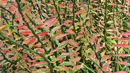 Dense Devil's Backbone (Euphorbia tithymaloides) with variegated pink and green leaves. Botanical...