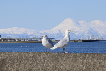 The glaucous gull (Larus hyperboreus hyperboreus) is a large gull, the second-largest gull in the world. This photo was taken in Japan.