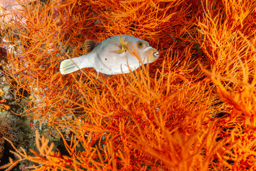 Indonesia, Raja Ampat, Blackspotted Puffer (Arothron nigropunctatus)