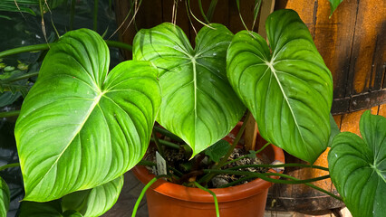 Lush Philodendron pastazanum leaves in terracotta pot, sunlit. Textured foliage, indoor tropical...