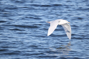 The glaucous gull (Larus hyperboreus hyperboreus) is a large gull, the second-largest gull in the world. This photo was taken in Japan.