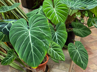 A Philodendron gloriosum plant with large, heart-shaped leaves, dark green with prominent white veins. Tropical foliage in a garden setting. © Dan