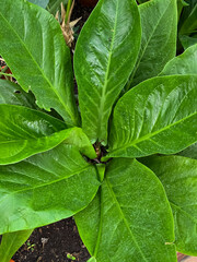A top-down view of an Anthurium hookeri plant with large, textured green leaves radiating from the center. Indoor foliage.