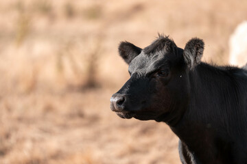 Fototapeta premium black wagyu beef cow on a farm. beautiful cattle in Australia eating grass, grazing on pasture. Herd of cows free range beef being regenerative raised on an agricultural farm. Sustainable farming
