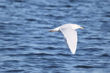 The glaucous gull (Larus hyperboreus hyperboreus) is a large gull, the second-largest gull in the world. This photo was taken in Japan.