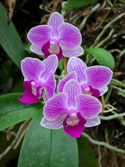 A cluster of four purple and white striped Phalaenopsis orchid blooms with magenta lips. Detailed floral portrait.