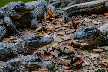 Chinese alligator in different poses