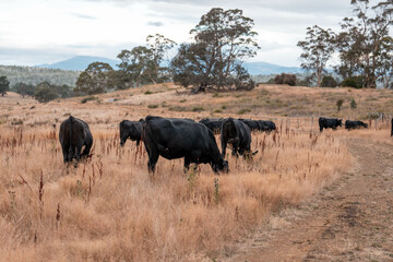 Fototapeta premium black wagyu beef cow on a farm. beautiful cattle in Australia eating grass, grazing on pasture. Herd of cows free range beef being regenerative raised on an agricultural farm. Sustainable farming