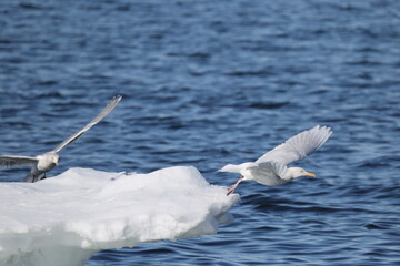 The glaucous gull (Larus hyperboreus hyperboreus) is a large gull, the second-largest gull in the world. This photo was taken in Japan.