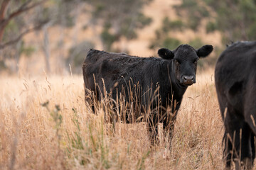 black wagyu beef cow on a farm. beautiful cattle in Australia  eating grass, grazing on pasture. Herd of cows free range beef being regenerative raised on an agricultural farm. Sustainable farming
