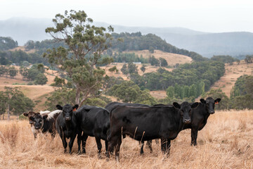 black wagyu beef cow on a farm. beautiful cattle in Australia  eating grass, grazing on pasture. Herd of cows free range beef being regenerative raised on an agricultural farm. Sustainable farming
