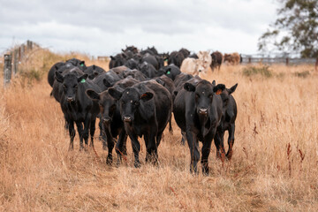 black wagyu beef cow on a farm. beautiful cattle in Australia  eating grass, grazing on pasture. Herd of cows free range beef being regenerative raised on an agricultural farm. Sustainable farming