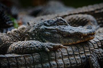 Chinese alligator in different poses