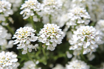 Iberis-Candytuft