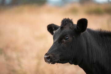 Fototapeta premium black wagyu beef cow on a farm. beautiful cattle in Australia eating grass, grazing on pasture. Herd of cows free range beef being regenerative raised on an agricultural farm. Sustainable farming
