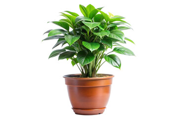 Obraz premium Lush Green Zamioculcas Zamiifolia Plant in a Brown Pot against a Black Background