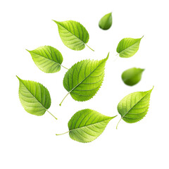 Collection of vibrant green leaves and small fruits isolated on black background