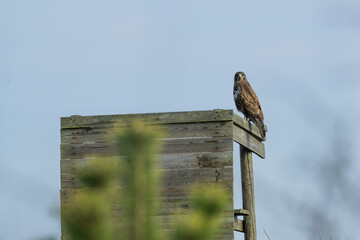Ein Bussard auf seinem Ansitz