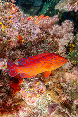 Indonesia, Raja Ampat, Coral Grouper (Cephalopholis miniata)