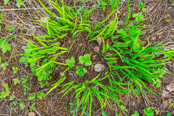 grass grows in a circle shape on the ground in the mountains. green clover for luck