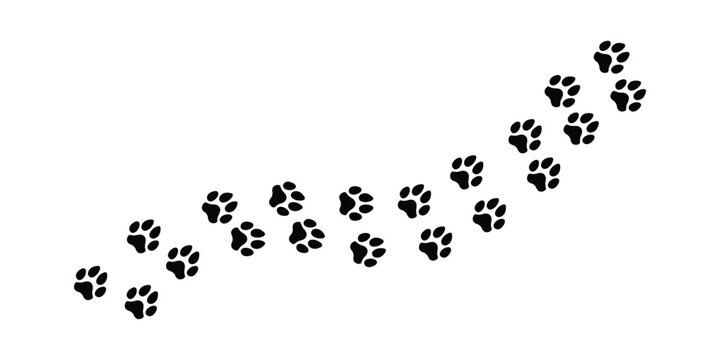 Dog and cat paw print path