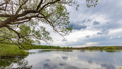 A lake with a tree branch over it