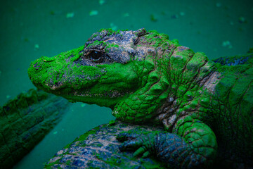 Chinese alligator in different poses