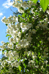 Blooming Jasmine Against Bright Blue Sky
