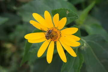 Close-Up of Heliopsis Bloom with Bee
