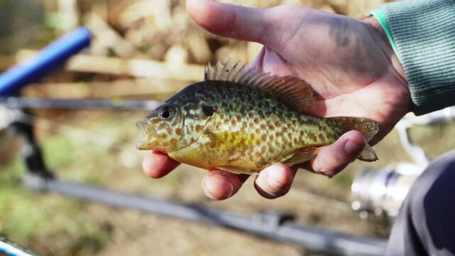 Fishing for panfish in a serene lake on a sunny afternoon in early spring