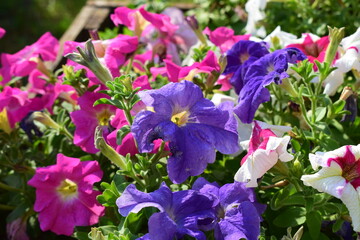 Bright and Beautiful Petunias in Landscaped Area