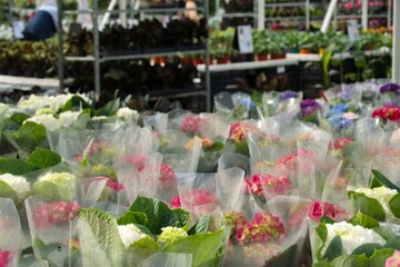 Many colorful hydrangeas in pots, packed in transparent plastic, are for sale in the greenhouse of the garden center against the background of racks with other ornamental plants