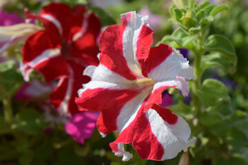Fototapeta premium Vibrant Red and White Petunia in Close-Up