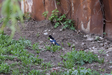 A magpie walking in a field with green vegetation and grass. Walking Magpie in Rural Vegetation