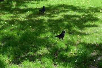 Elegant Jackdaw and Pigeons in Natural Setting