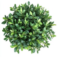Fototapeta premium Aerial View of Lush Green Foliage, Circular Composition, Top View, Plant Image Foliage, Greenery