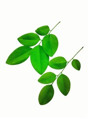 The green color of the leaves represents freshness, growth and the power of nature.