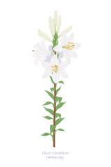 Simple Flowering Garden Plant White Lily