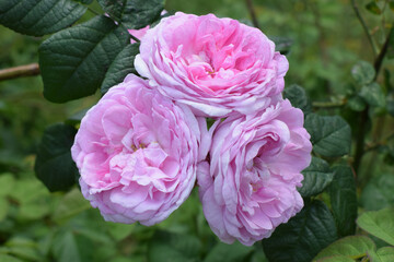 Three pink roses in full bloom, surrounded by dark green leaves. Full Bloom in Natural Setting