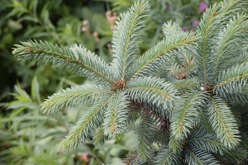 Green Pine Branch in Sharp Focus