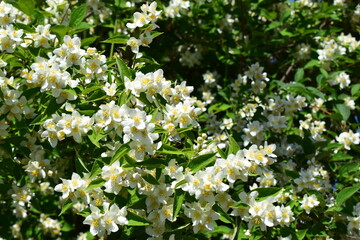Lush Garden with Blooming White Jasmine Flowers